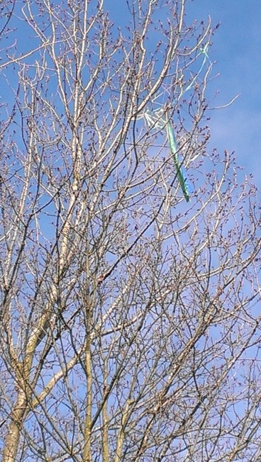 The Wind From Your sails - a kite caught in a tree